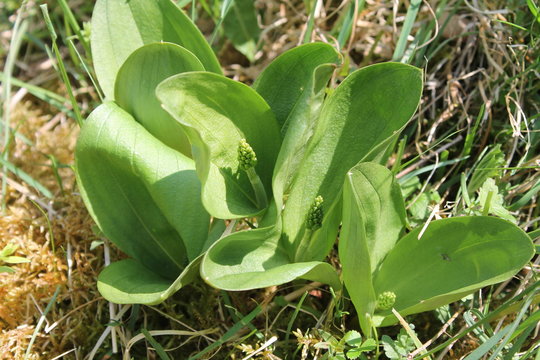 Listera ovata vegetation in natural habitat