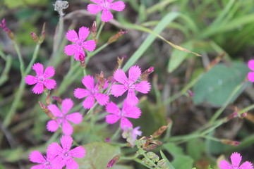 Obraz premium Flowering Dianthus deltoides 