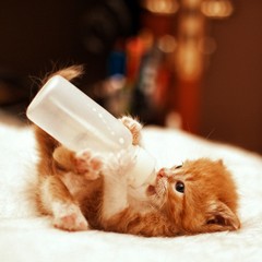 Cute young baby red kitten feeding from a bottle - obrazy, fototapety, plakaty