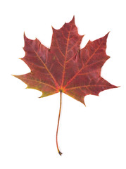 One autumn maple leaf isolated on whit