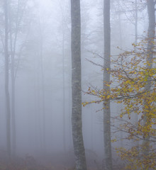 Misty beech forest on the mountain slope in Aralar mountains, Navarre