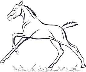 A sketch of a galloping young foal.