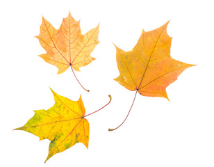 Fototapeta na wymiar One autumn maple leaf isolated on whit