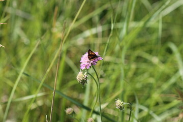The butterfly on the bloom