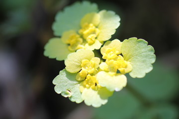 Flowering Chrysosplenium alternifolium