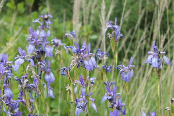 Flowering Iris Sibirica in natural habitat