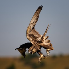 Fototapeta premium Birds of prey - Saker Falcon (Falco cherrug) in flight