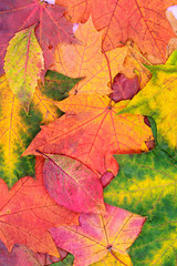 Autumn bright maple leaves lying on the table