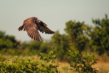 Birds of prey - Saker Falcon (Falco cherrug) in flight.