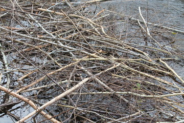 Beaver food in natural habitat