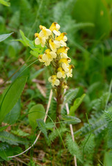 Yellow Pedicularis oederi flower. Altai Republic. Russia
