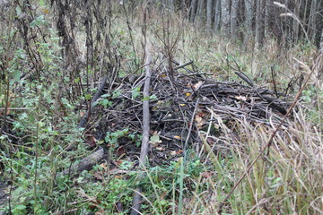 Beaver house in natural habitat