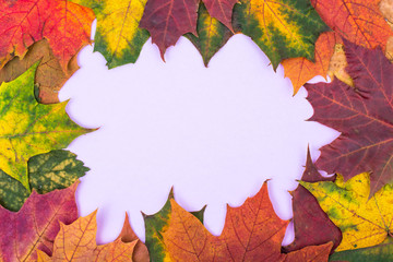 Frame of colorful autumn leaves on pastel bright background