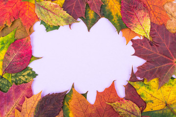 Frame of colorful autumn leaves on pastel bright background