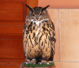 owl