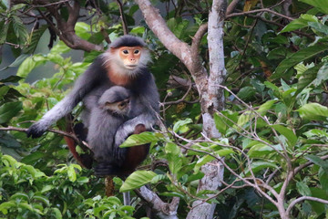 Fototapeta premium Red Shanked Douc-Langur