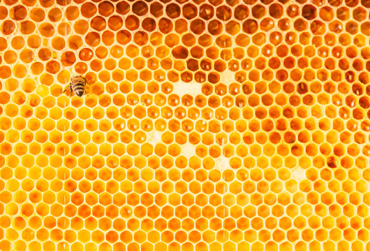 Honeycomb