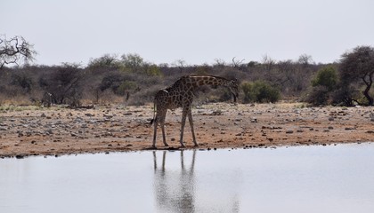 Fototapeta na wymiar Giraffen am Wasserloch