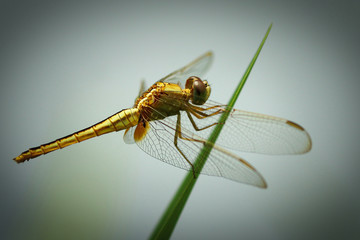 Dragonfly