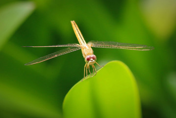 Dragonfly