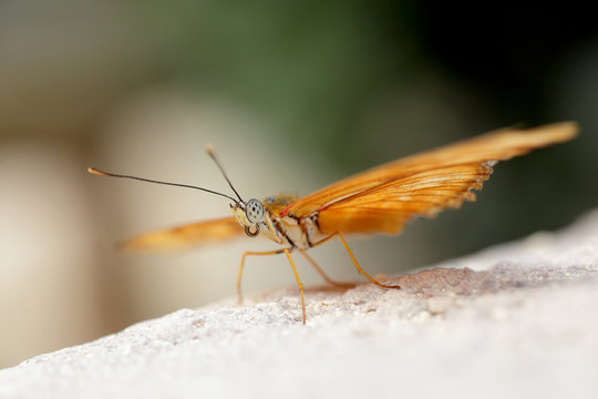 Orange julia butterfly with curled up tongue