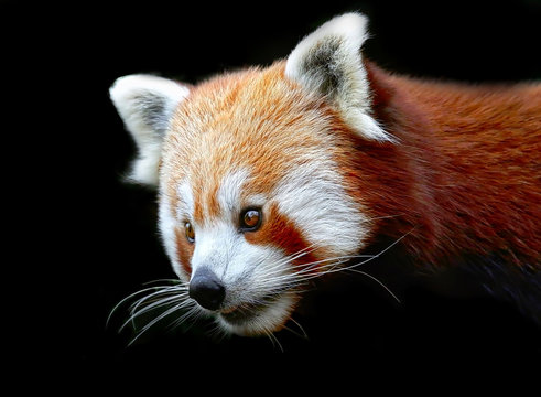 Red Panda