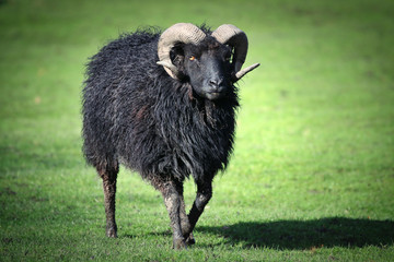 Highland Ram
