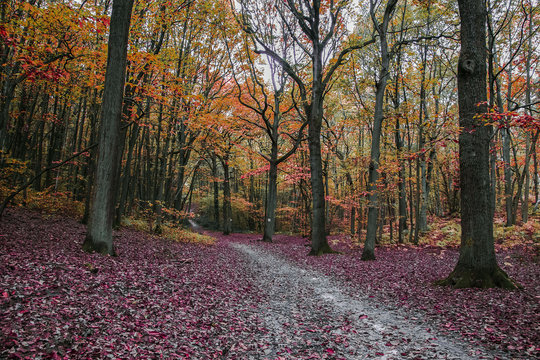Bois de Meudon en Automne
