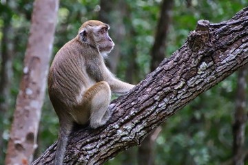 Long Tailed Macaque