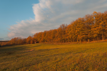 nature autumn color forest meadow walking outdoor