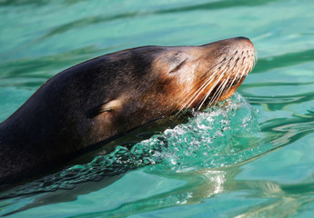 Sea Lion