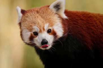 Fototapeta premium Red Panda