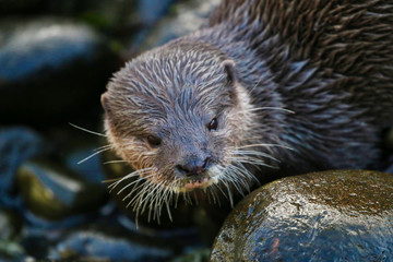 Otter