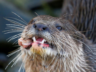 Otter