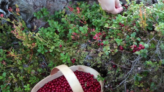 Basket with ripe red bilberries in the hands of a woman. Karelia, Russia