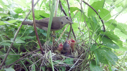 Sylvia borin. The nest of the Garden Warbler in nature.