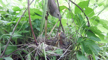 Naklejka na ściany i meble Sylvia borin. The nest of the Garden Warbler in nature.