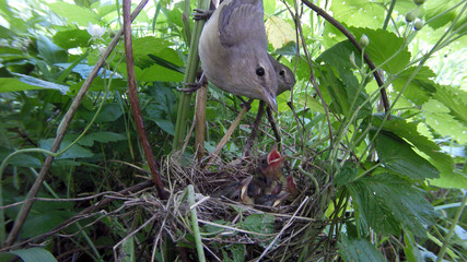 Sylvia borin. The nest of the Garden Warbler in nature.