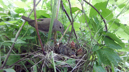 Sylvia borin. The nest of the Garden Warbler in nature.