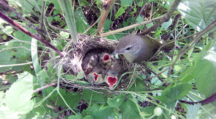 Sylvia borin. The nest of the Garden Warbler in nature.