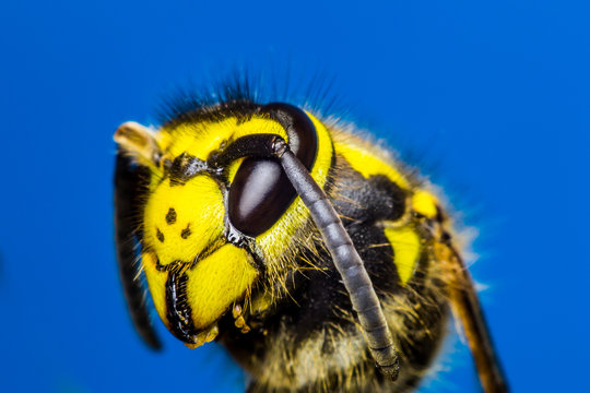 Wasp Head Macro