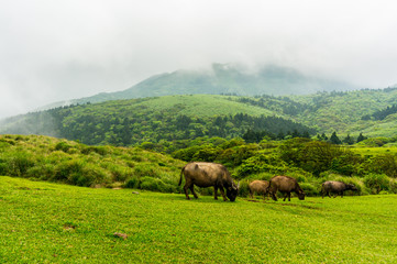 Mountain of Yangmingshan National Park