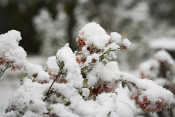 Chrysanthemums after the first long-awaited snow