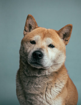 portrait of shiba inu dog