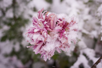 Lush pink chrysanthemum under the first snow. View from above