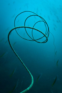 Sea Spiral