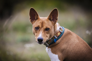 The Basenji dog walks in the park