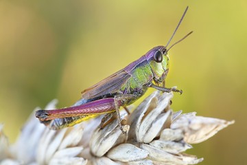 Meadow grasshopper, Chorthippus parallelus