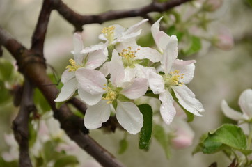 Apfelblüten mit Regentropfen