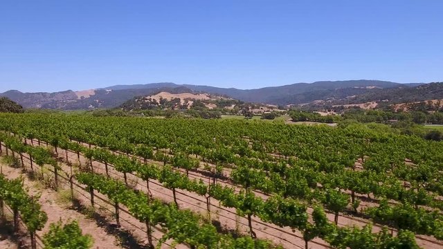 Aerial - Gorgeous Vineyard Sunset